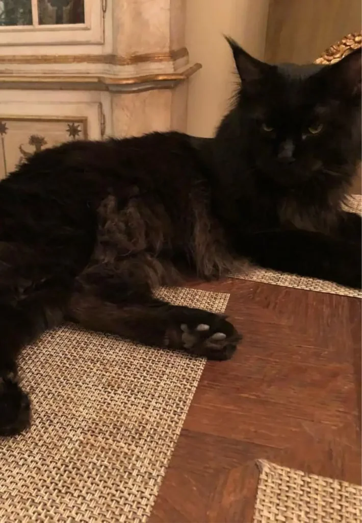 Willa Maryli jak muzeum sztuki. Takich wnętrz nie ma nikt w show-biznesie