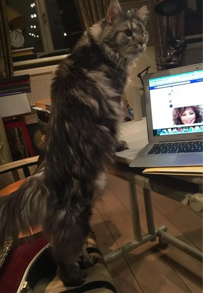 Willa Maryli jak muzeum sztuki. Takich wnętrz nie ma nikt w show-biznesie