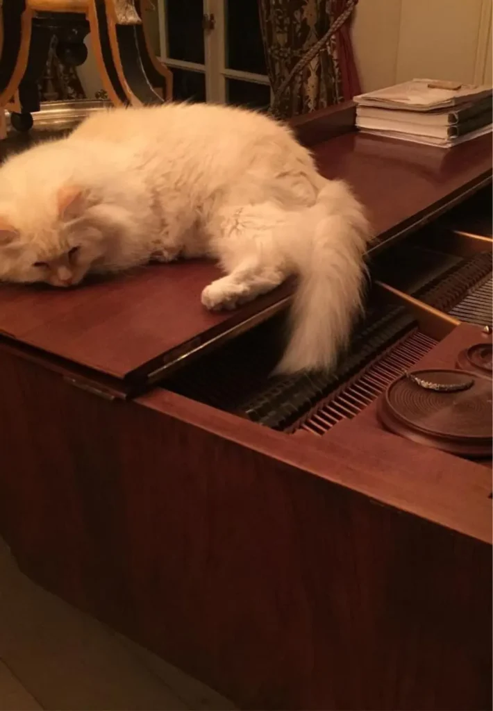 Willa Maryli jak muzeum sztuki. Takich wnętrz nie ma nikt w show-biznesie