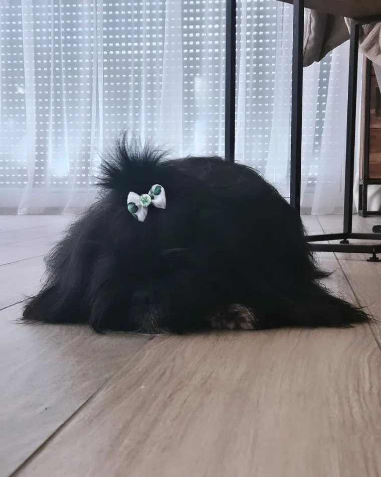 Wnętrza Iwony Pavlović zaskakują