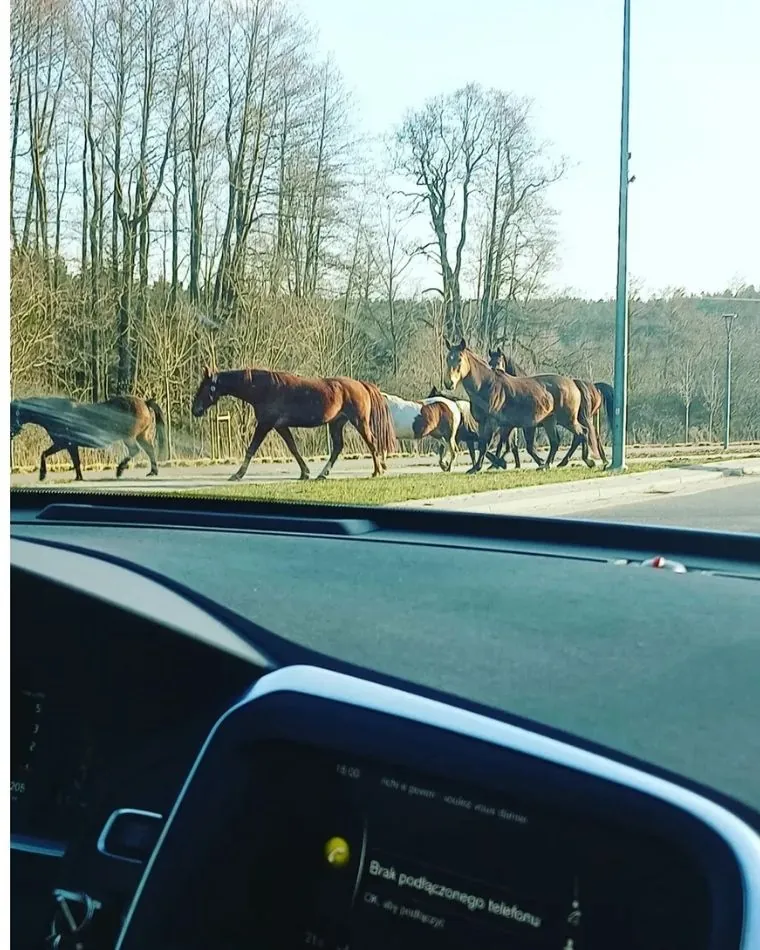 Wnętrza Iwony Pavlović zaskakują