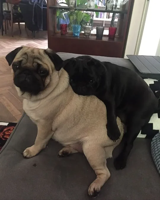 Pupile Nosowskiej