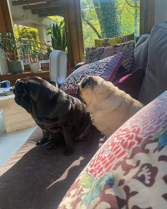 Pupile Nosowskiej