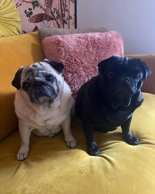 Pupile Nosowskiej